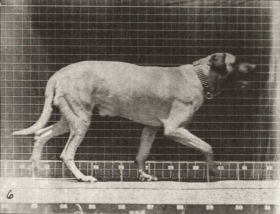 Plate 706 'Smith' trotting — figure reference